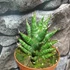 Kép 6/7 - Sansevieria 'Table Mountain'