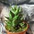 Kép 7/7 - Sansevieria 'Table Mountain'