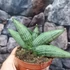 Kép 2/5 - Sansevieria 'Rookie'