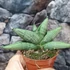 Kép 3/5 - Sansevieria 'Rookie'