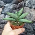 Kép 4/5 - Sansevieria 'Rookie'