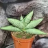 Kép 5/5 - Sansevieria 'Rookie'
