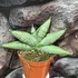 Kép 1/5 - Sansevieria 'Rookie'