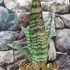 Kép 3/8 - Sansevieria 'Everest'