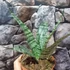 Kép 2/8 - Sansevieria 'Everest'