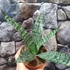 Kép 4/8 - Sansevieria 'Everest'
