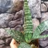 Kép 5/8 - Sansevieria 'Everest'