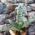 Kép 6/8 - Sansevieria 'Everest'