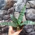Kép 7/8 - Sansevieria 'Everest'