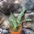 Kép 8/8 - Sansevieria 'Everest'
