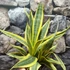 Kép 2/7 - Sansevieria trifasciata 'El Dorado'