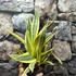 Kép 3/7 - Sansevieria trifasciata 'El Dorado'