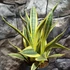 Kép 4/7 - Sansevieria trifasciata 'El Dorado'