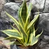 Kép 1/7 - Sansevieria trifasciata 'El Dorado'