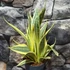 Kép 5/7 - Sansevieria trifasciata 'El Dorado'