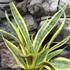 Kép 6/7 - Sansevieria trifasciata 'El Dorado'