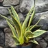 Kép 7/7 - Sansevieria trifasciata 'El Dorado'