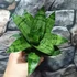 Kép 2/7 - Sansevieria 'Hahnii Frozen'