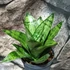 Kép 1/7 - Sansevieria 'Hahnii Frozen'