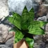 Kép 3/7 - Sansevieria 'Hahnii Frozen'