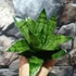 Kép 4/7 - Sansevieria 'Hahnii Frozen'