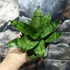 Kép 6/7 - Sansevieria 'Hahnii Frozen'