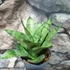 Kép 7/7 - Sansevieria 'Hahnii Frozen'