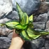 Kép 2/4 - Sansevieria hahnii 'Curly Spiral'