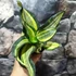 Kép 3/4 - Sansevieria hahnii 'Curly Spiral'