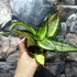 Kép 4/4 - Sansevieria hahnii 'Curly Spiral'