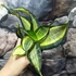 Kép 1/4 - Sansevieria hahnii 'Curly Spiral'
