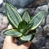 Kép 2/8 - Sansevieria hahnii Silver Zebra'