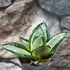 Kép 3/8 - Sansevieria hahnii Silver Zebra'