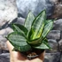 Kép 4/8 - Sansevieria hahnii Silver Zebra'