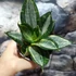Kép 5/8 - Sansevieria hahnii Silver Zebra'