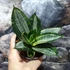 Kép 6/8 - Sansevieria hahnii Silver Zebra'