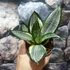 Kép 7/8 - Sansevieria hahnii Silver Zebra'