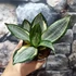 Kép 8/8 - Sansevieria hahnii Silver Zebra'
