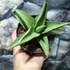 Kép 2/7 - Sansevieria 'Platinum Crown'