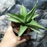 Kép 3/7 - Sansevieria 'Platinum Crown'