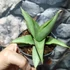 Kép 4/7 - Sansevieria 'Platinum Crown'