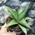 Kép 5/7 - Sansevieria 'Platinum Crown'