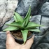 Kép 6/7 - Sansevieria 'Platinum Crown'