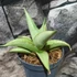 Kép 7/7 - Sansevieria 'Platinum Crown'