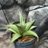 Kép 1/7 - Sansevieria 'Platinum Crown'
