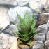 Kép 2/11 - Sansevieria 'Erlandel Crown'