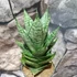 Kép 11/11 - Sansevieria 'Erlandel Crown'