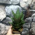 Kép 3/11 - Sansevieria 'Erlandel Crown'