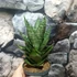 Kép 4/11 - Sansevieria 'Erlandel Crown'
