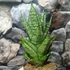 Kép 5/11 - Sansevieria 'Erlandel Crown'